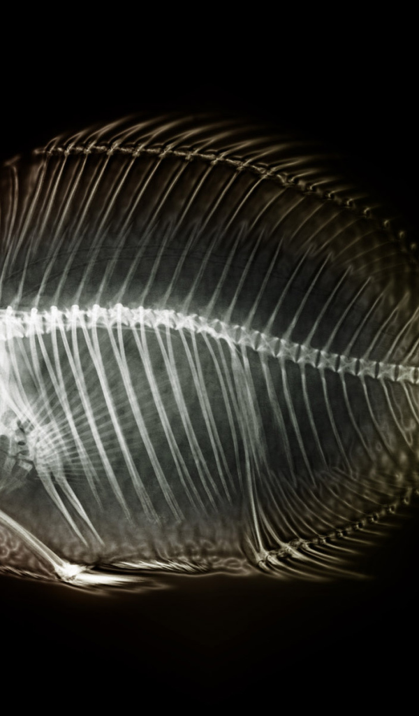 Рентген рыбы