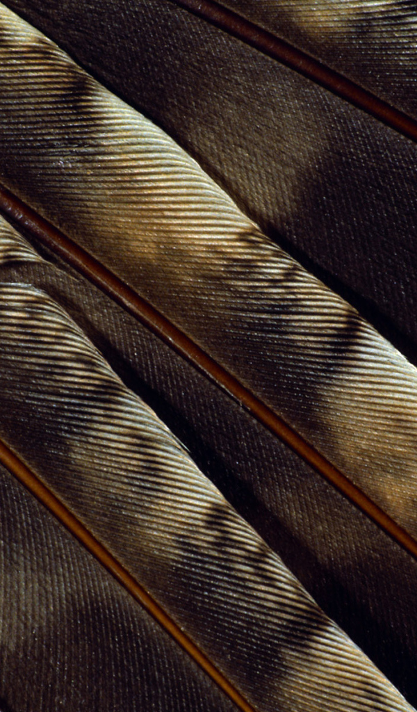 Текстура пера