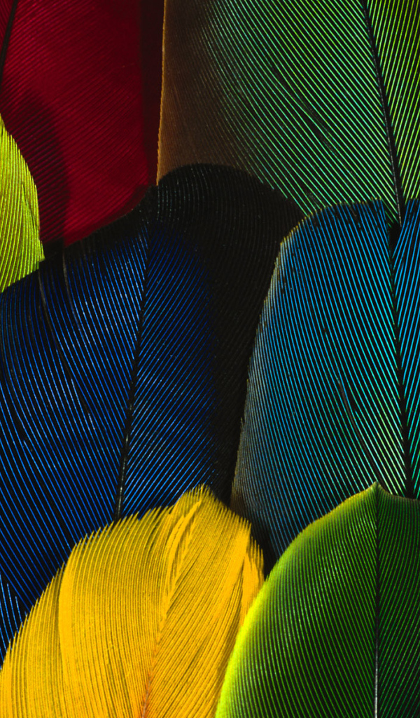 Перья попугая