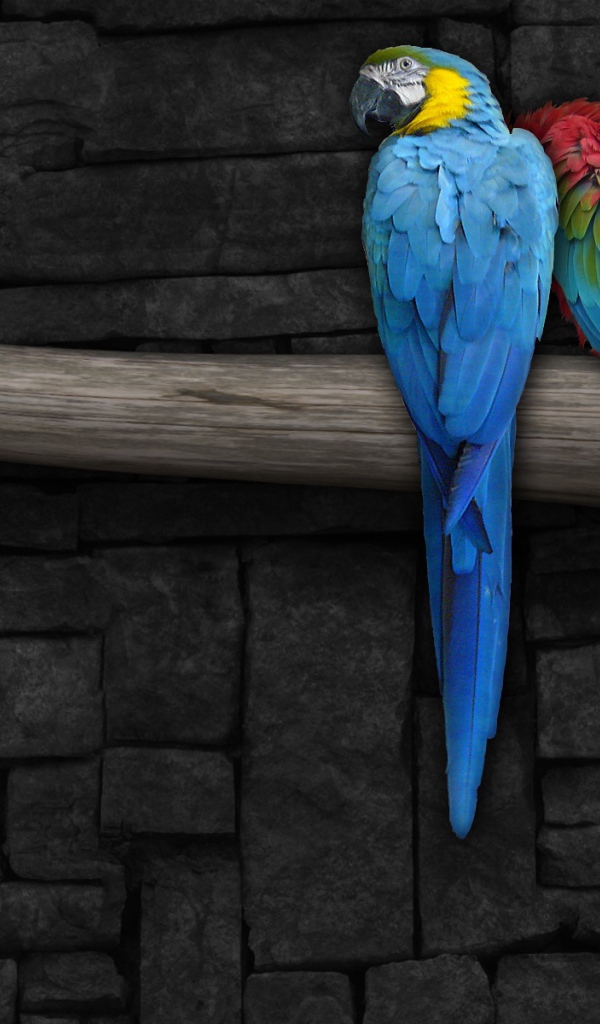 Красочные попугаи