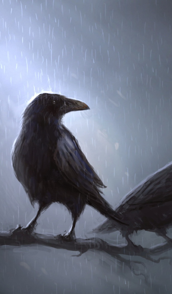 Вороны под дождем
