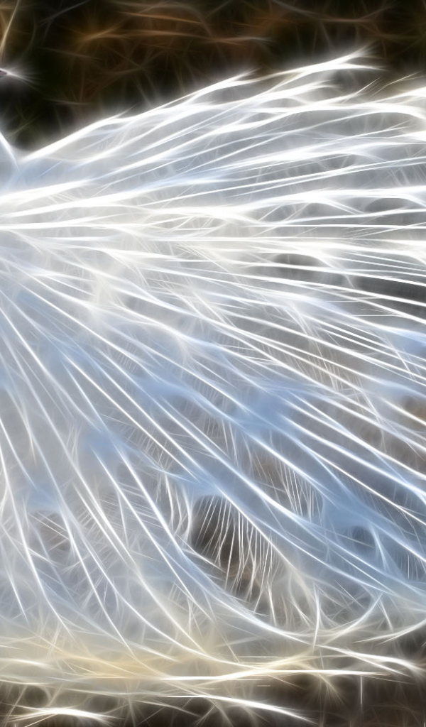 Белый павлин