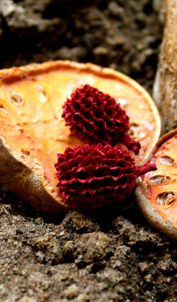 Сушеные фрукты