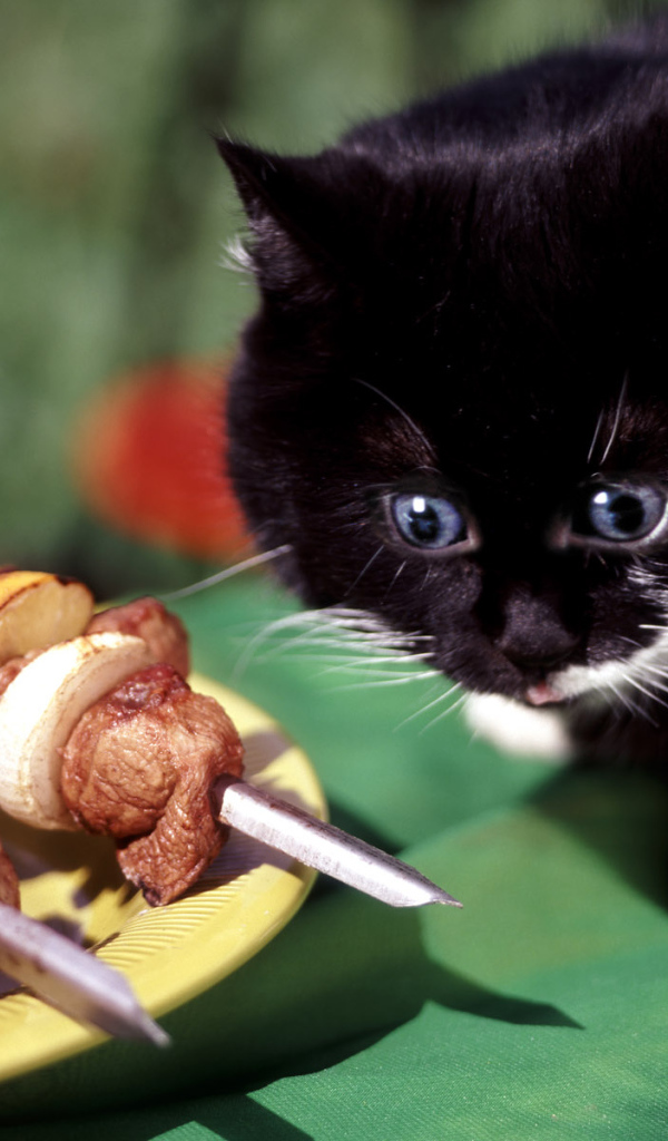 кот любитель барбекю