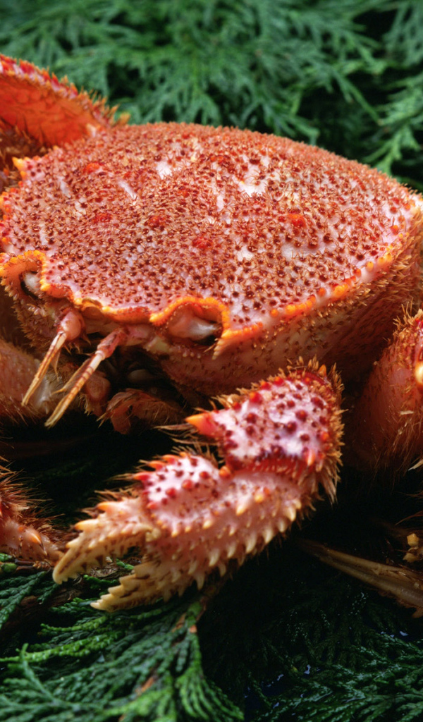 Большой краб