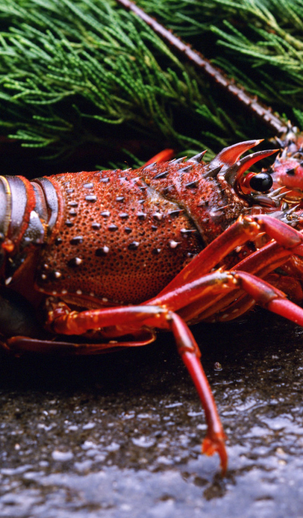 Отваренный ракообразный