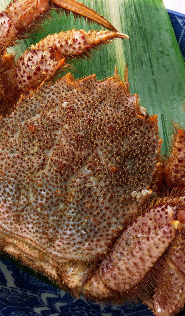 Колючий краб