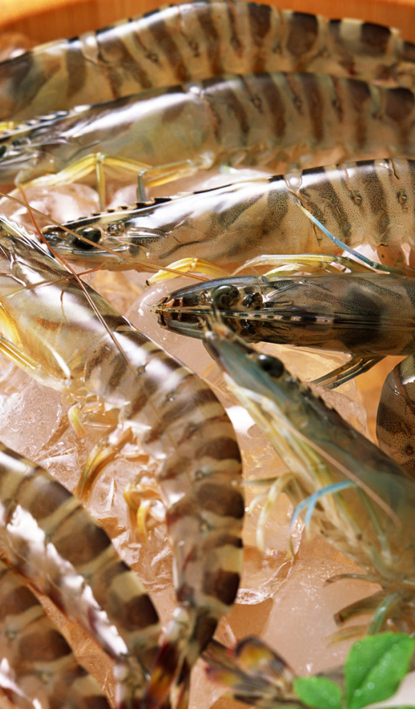 Полосатые креветки