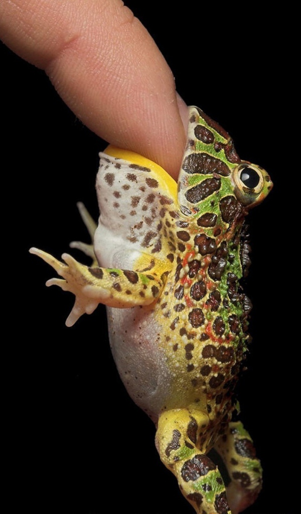 Кусачая жаба