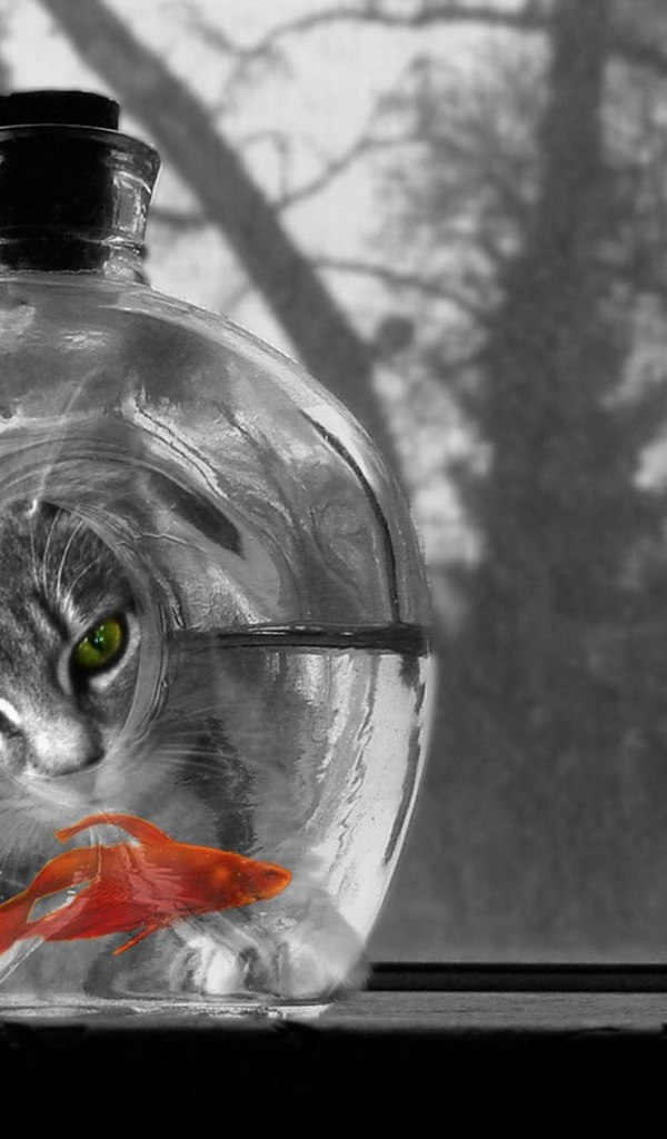 Котяра и рыбка