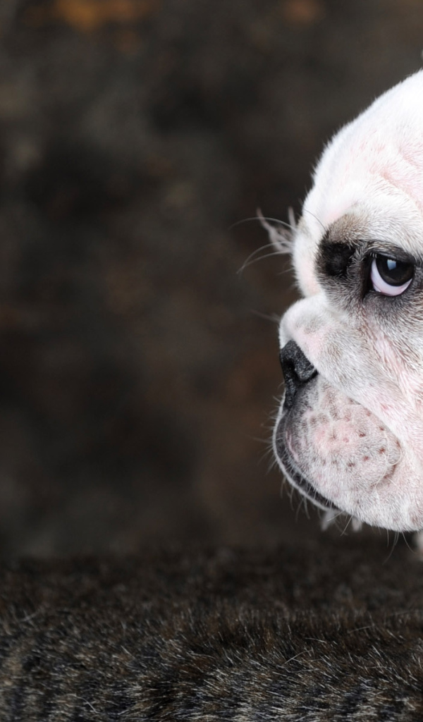 Пес Стиляга