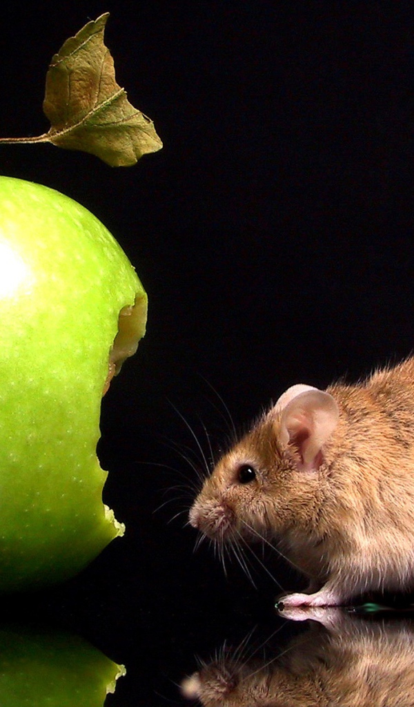 Много - не мало