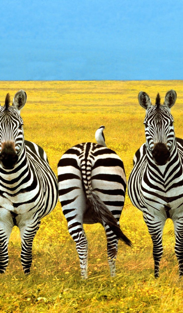 Полосатый баланс