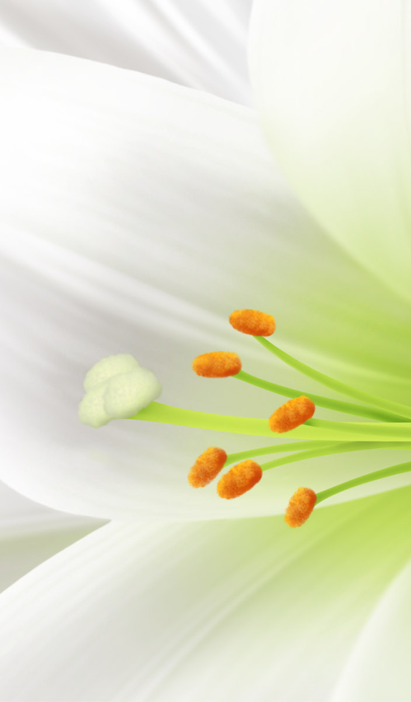 Пасхальный цветок