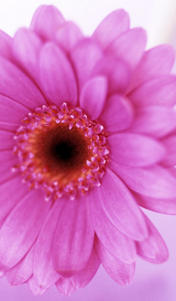 Цветок для любимой жены