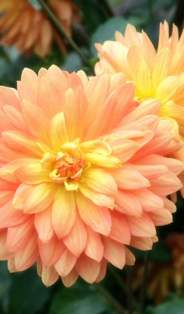 Приятный цветок на 8 марта