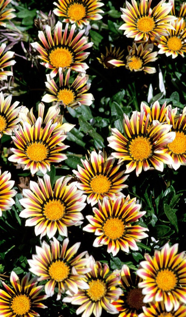 Прекрасные цветы