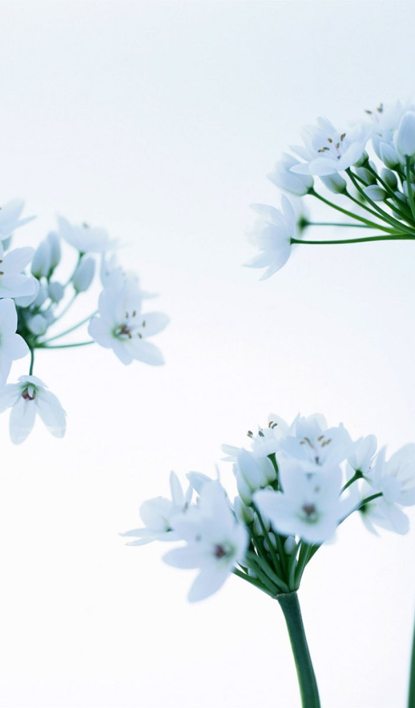 Красивые цветочки на 8 марта