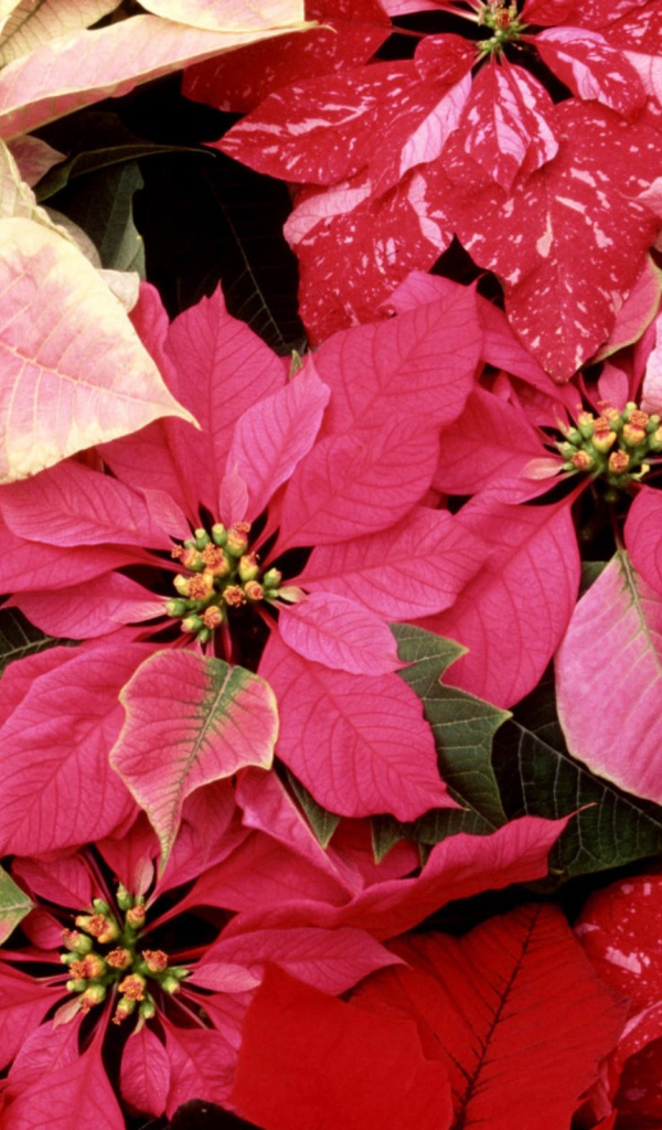 Красивые цветы приятным женщинам