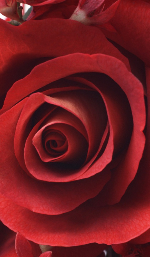 Красивая роза на 8 марта