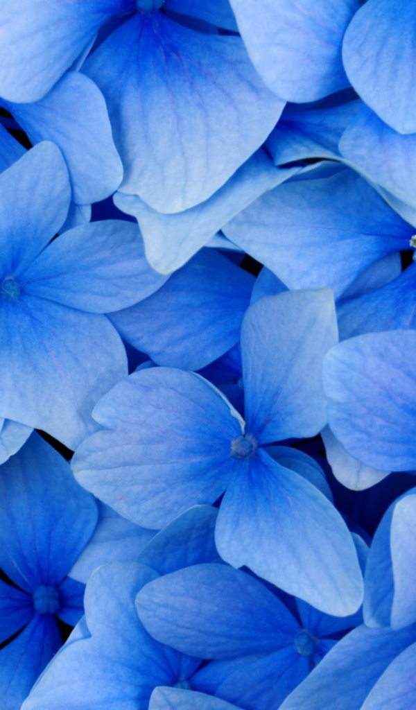 Голубые цветы в подарок на 8 марта