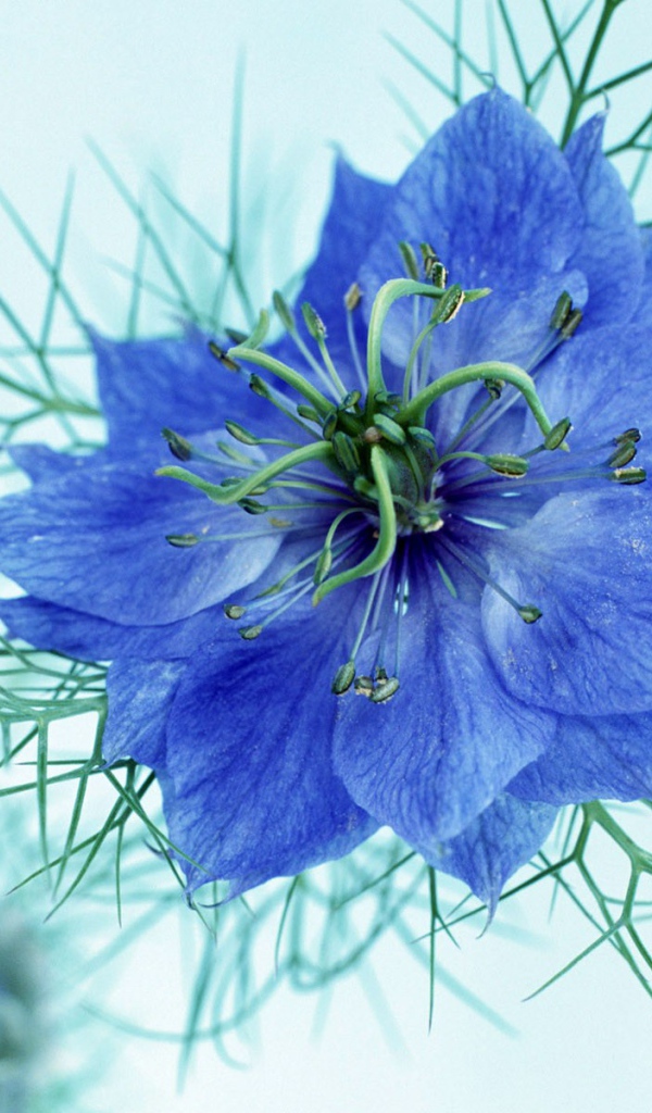 Синий цветок для моей любимой