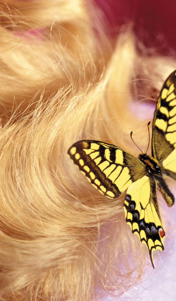 Бабочка на 8 марта