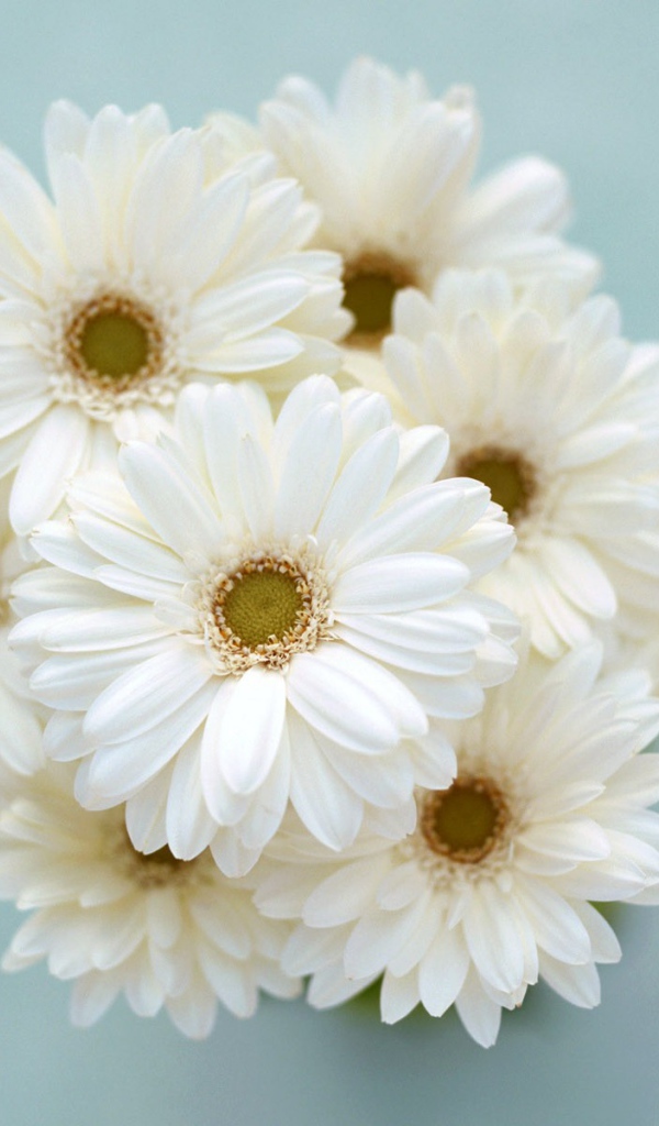 Ромашки для любимой девчонки