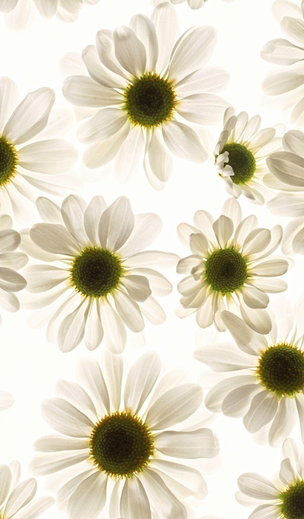 Ромашки моей любимой Наташке