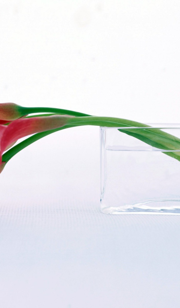 Нежный цветок на праздник 8 марта