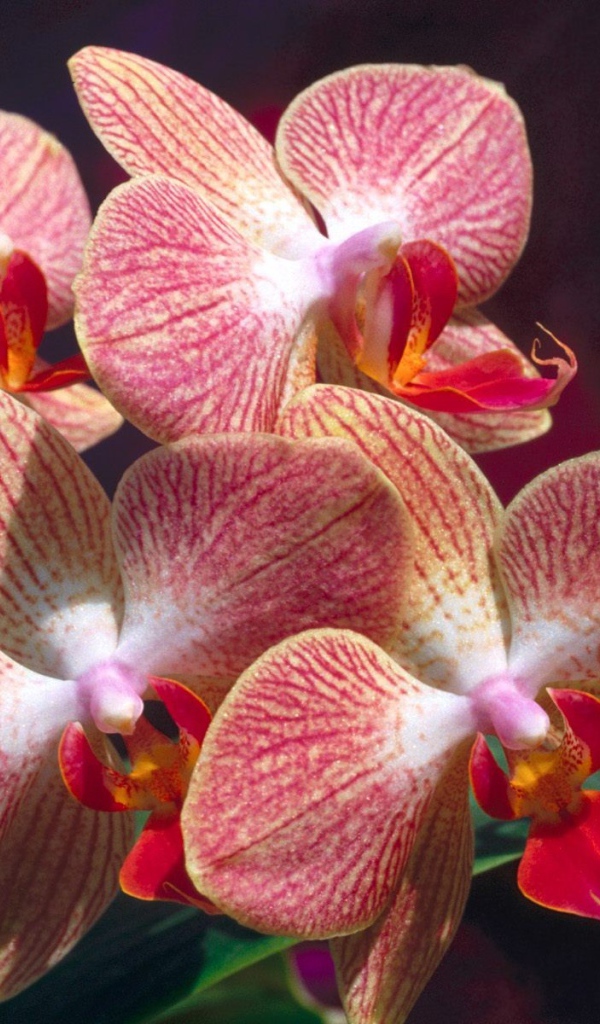 Экзотические цветы на 8 марта