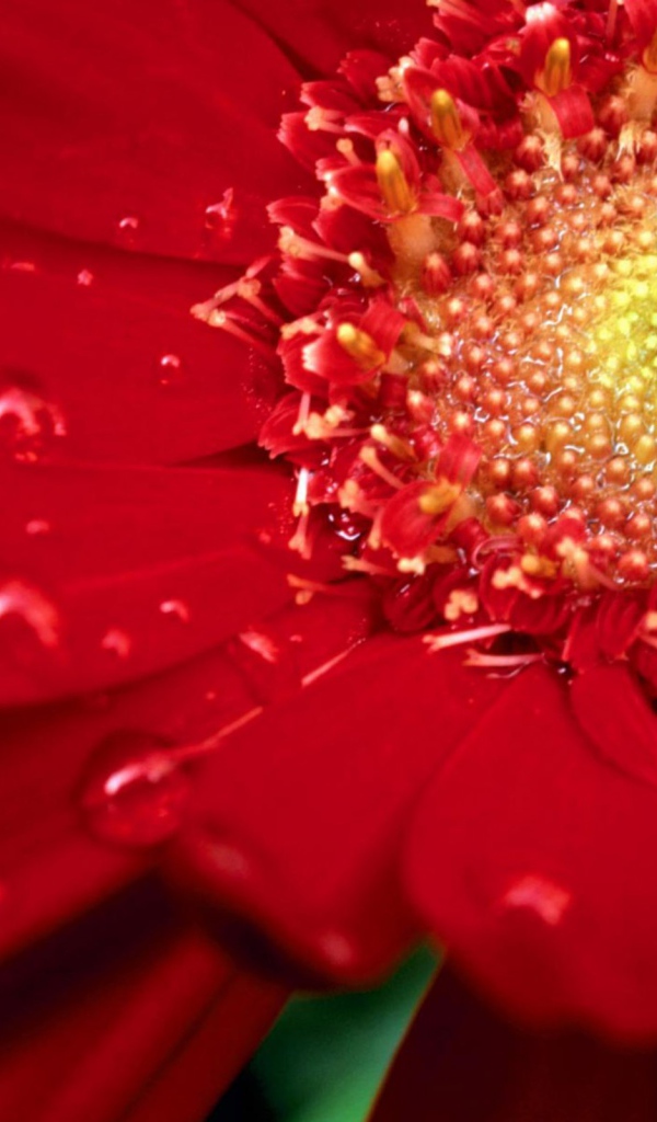 Цветок на международный женский день