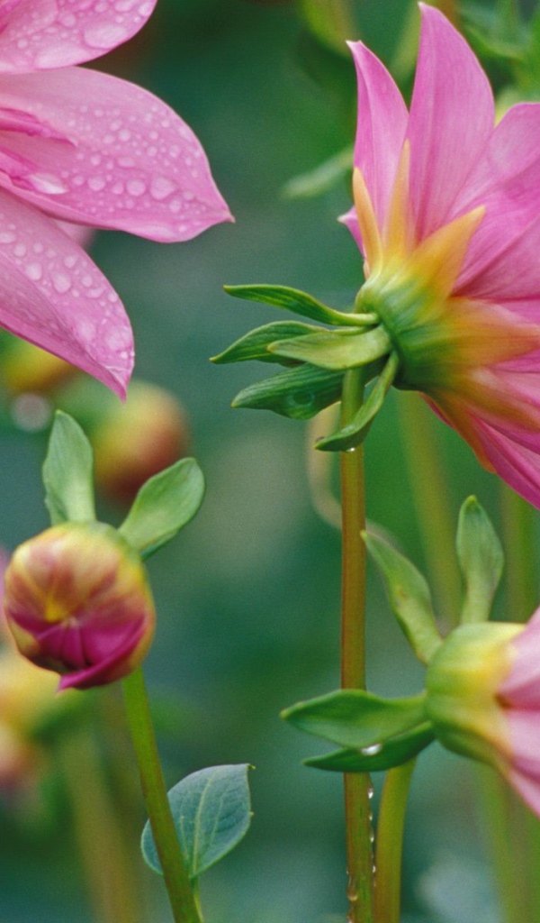 Цветочки красивым женщинам на 8 марта