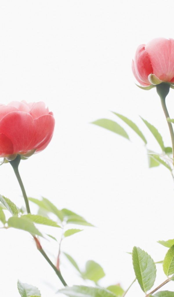 Цветы для любимых женщин