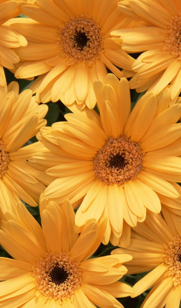 Красивые цветы на Международный женский день