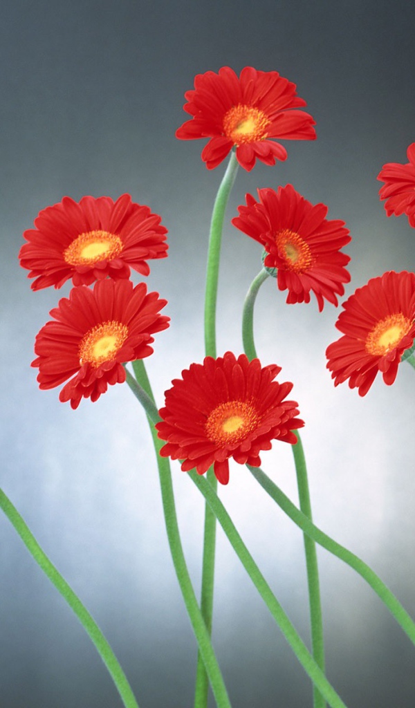 Прикольные цветы на 8 марта