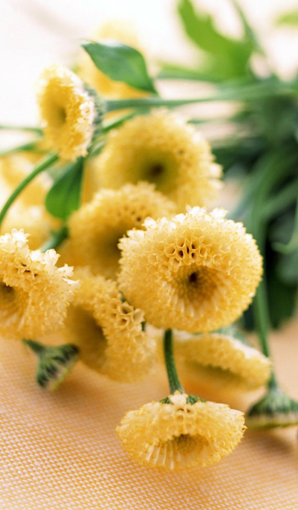 8 марта желтые цветочки