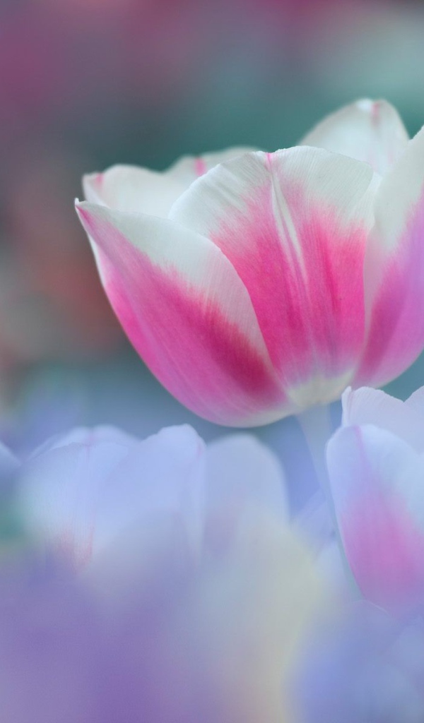 8 марта Цветок