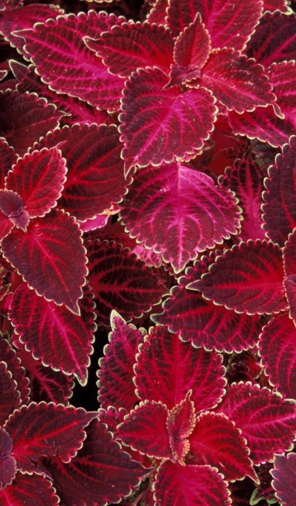 Лепестки цветов на 8 марта