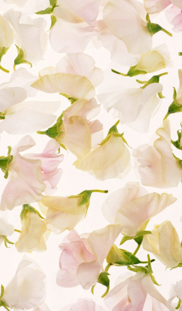 Лепестки на 8 марта