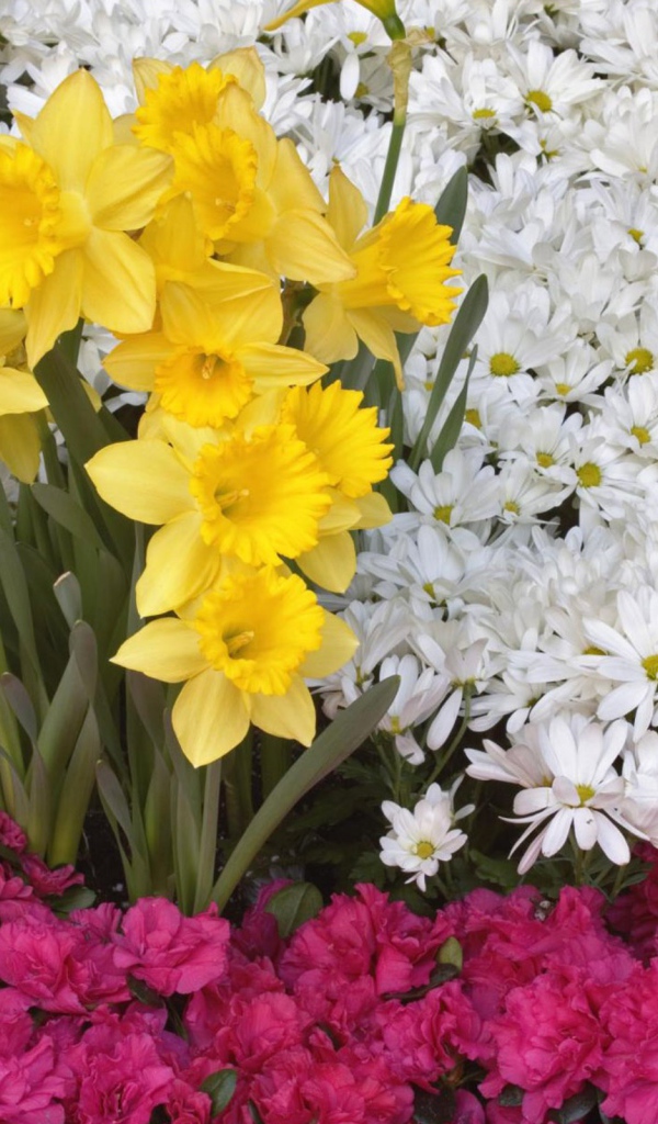 Приятные цветы красивым женщинам