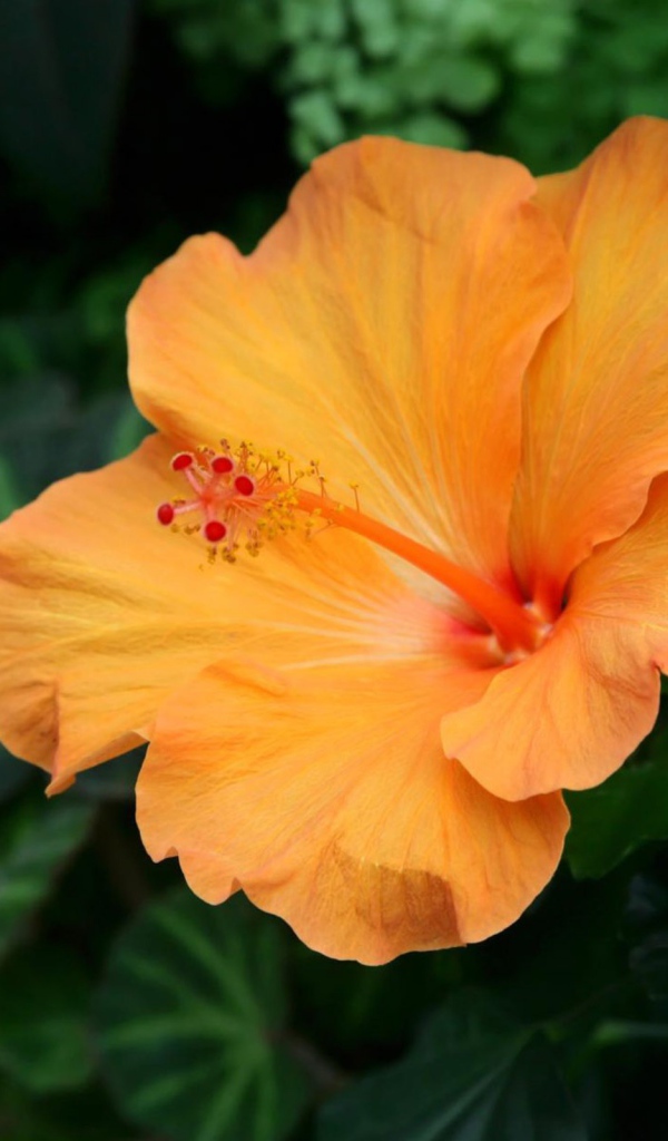 Подарок на 8 марта