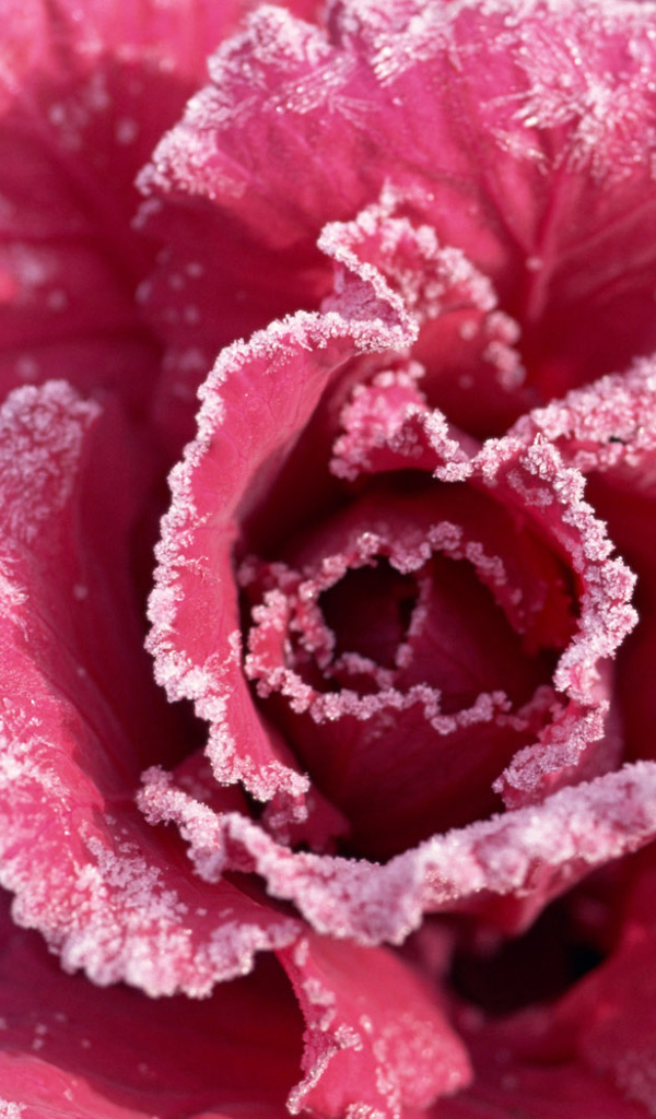 Роза с мороза