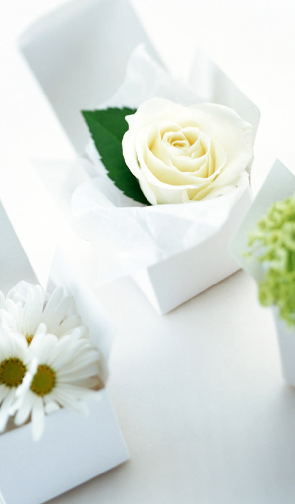 Сюрприз на 8 марта