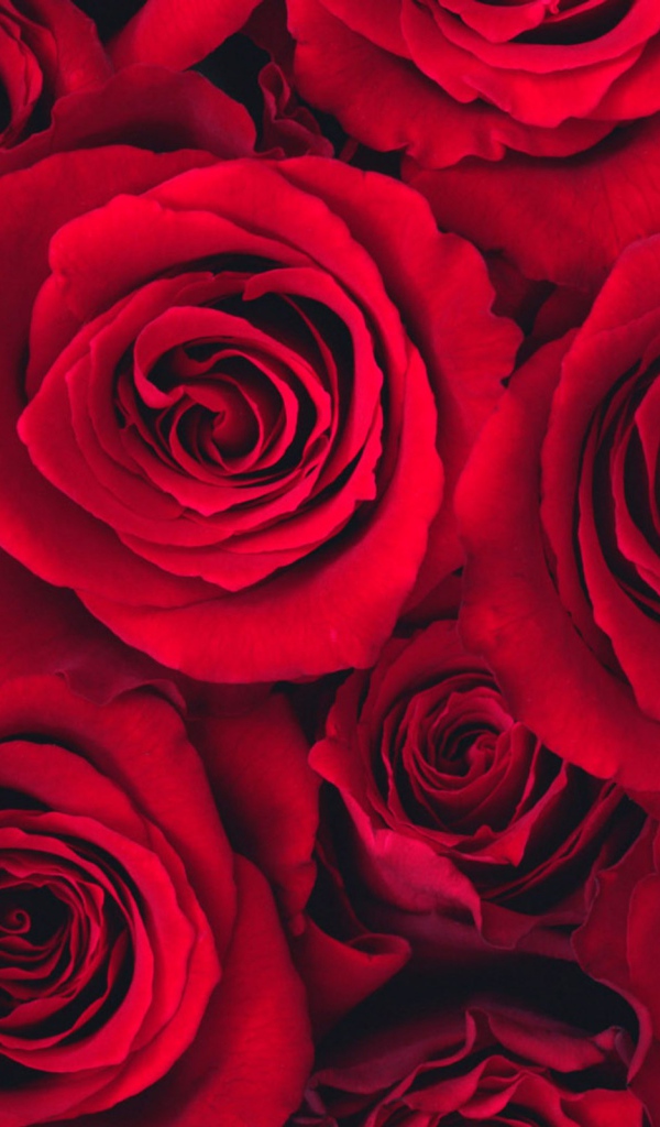 Лучшие цветы самой лучшей женщине