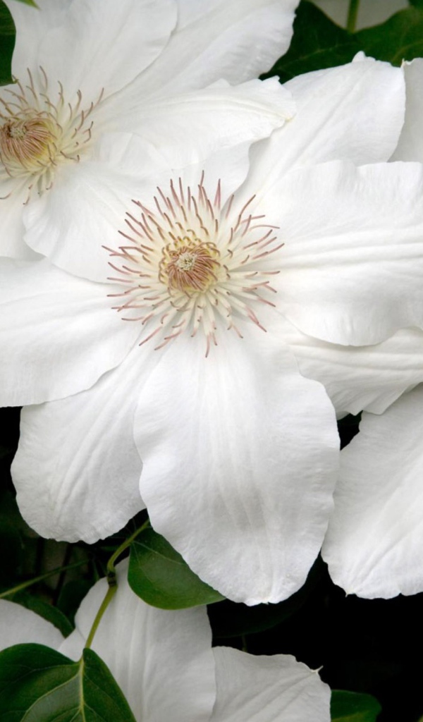 Белые цветы в подарок на 8 марта