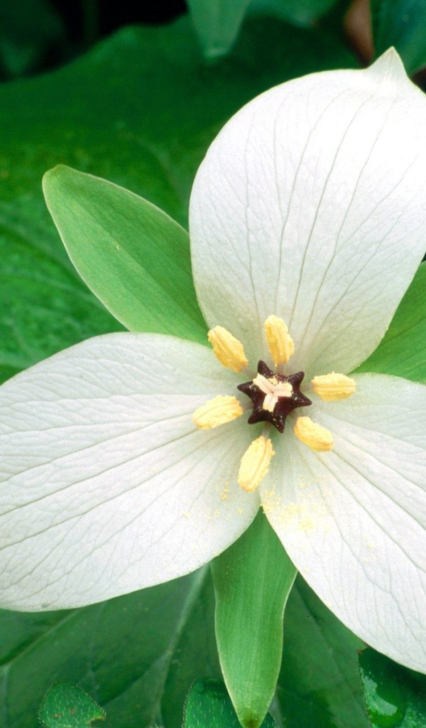 Белый цветок женщинам на 8 марта