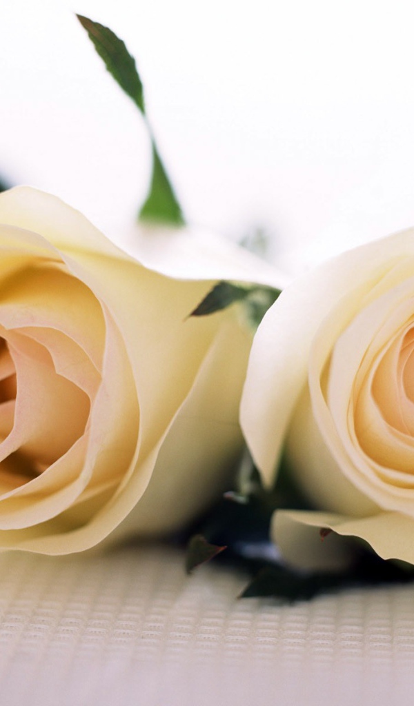 Белые розы для любимой дамы