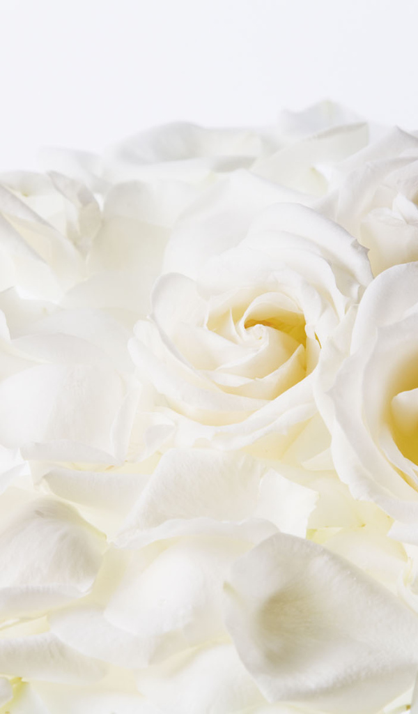 Белые розы на 8 марта