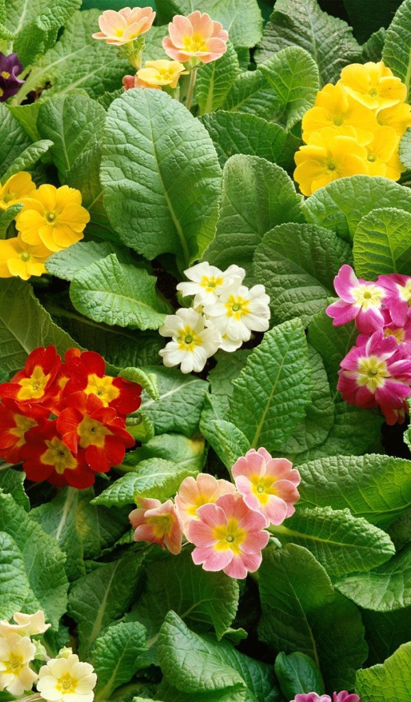 Девушкам к празднику 8 марта